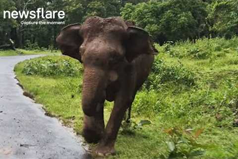 Dramatic Elephant Charges Toward Tourists || Newsflare