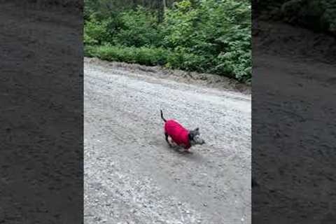 Senior Dachshund Goes For A Walk