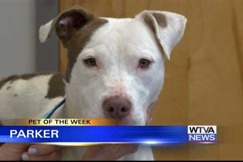 Pet of the Week: Parker