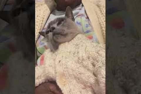 Purring Cat Snuggles In Matching Cardigan