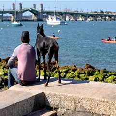 The Pet-Friendly Irish Festivals in Leon County, FL: A Guide for Pet Owners