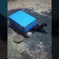 Goat Kids Snuggle Under Plastic Bin