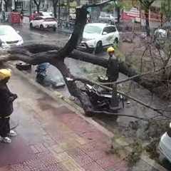 Delivery Drivers Close Call With Falling Tree