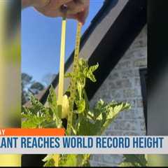 Tall okra plant in Tupelo breaks world record