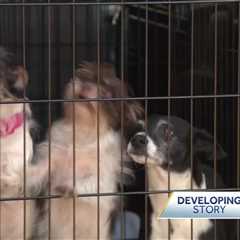 Dozens of dogs, several horses seized in animal cruelty investigation