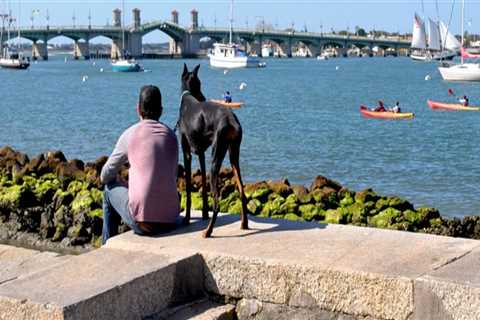 The Pet-Friendly Irish Festivals in Leon County, FL: A Guide for Pet Owners