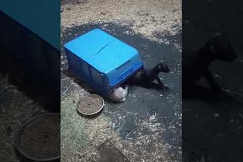 Goat Kids Snuggle Under Plastic Bin