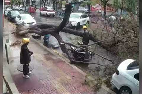 Delivery Drivers Close Call With Falling Tree