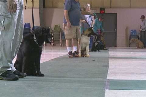 The East Central Mississippi Kennel Club Offers Dog Obedience Classes