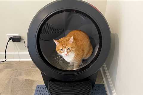 This self-cleaning litter box changed my life, and it’s still discounted for October Prime Day