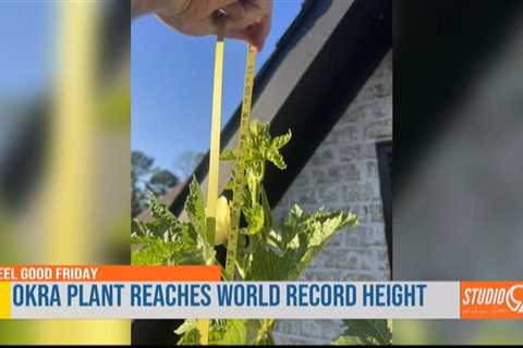 Tall okra plant in Tupelo breaks world record