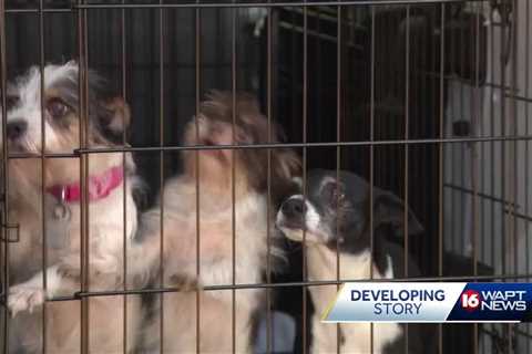 Dozens of dogs, several horses seized in animal cruelty investigation