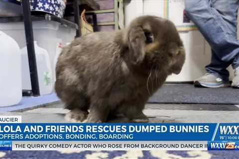 Lola and Friends Bunny Rescue of South MS saves abandoned bunnies