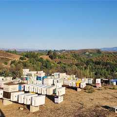 Beekeeper mourns millions of bees killed in Mountain fire