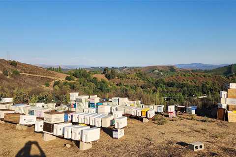 Beekeeper mourns millions of bees killed in Mountain fire