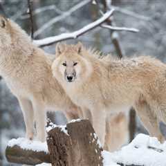 Alaska to Resume ‘Barbaric’ Aerial Shooting of Wolves and Bears