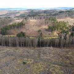 Reforestation Boosts Biodiversity Where Other Carbon Capture Methods Fall Short, Study Finds