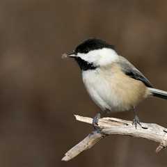 North American Bird Populations Are Collapsing in Places They Once Thrived: Study