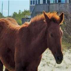 The Expert's Guide to Reserving a Trailer Spot at Horse Shows in Currituck County, North Carolina