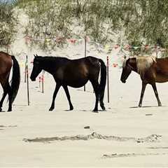 The Thrilling World of Horse Shows in Currituck County, North Carolina