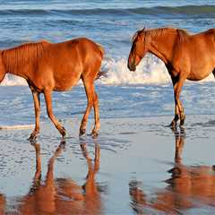 Horse Shows in Currituck County, North Carolina: A Guide to RV Parking for Equestrians