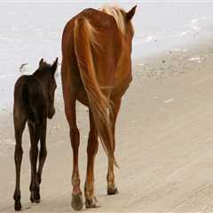 The Unwritten Rules of Attire for Horse Shows in Currituck County, North Carolina: An Expert's..