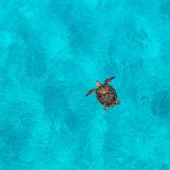 Shells in the Sand: The Silent Struggle of Scott Reef’s Green Turtles