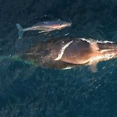 Humpback Whales Give Birth During Epic Migrations and Continue Traveling: Study