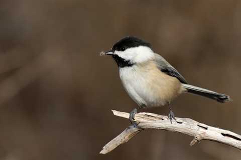 North American Bird Populations Are Collapsing in Places They Once Thrived: Study