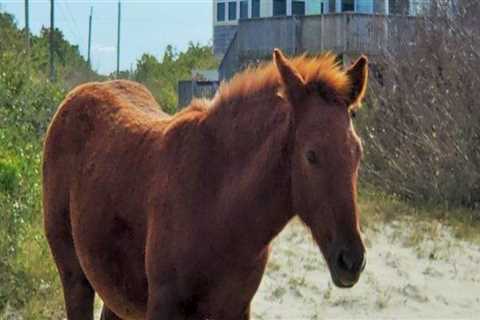 The Expert's Guide to Reserving a Trailer Spot at Horse Shows in Currituck County, North Carolina