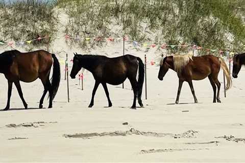 The Thrilling World of Horse Shows in Currituck County, North Carolina
