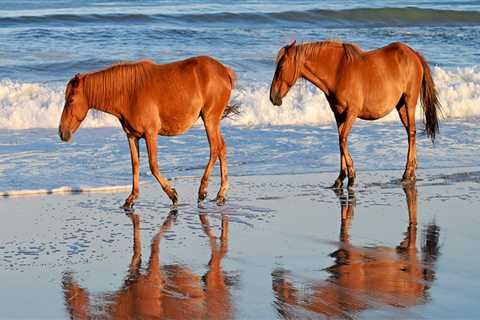 Horse Shows in Currituck County, North Carolina: A Guide to RV Parking for Equestrians
