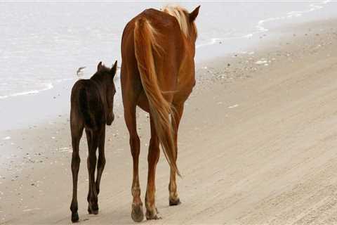 The Unwritten Rules of Attire for Horse Shows in Currituck County, North Carolina: An Expert's..