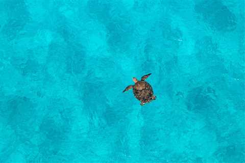Shells in the Sand: The Silent Struggle of Scott Reef’s Green Turtles