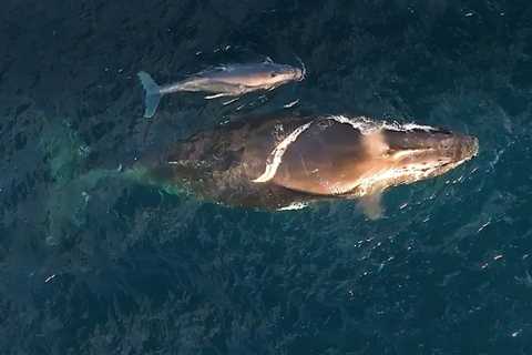 Humpback Whales Give Birth During Epic Migrations and Continue Traveling: Study
