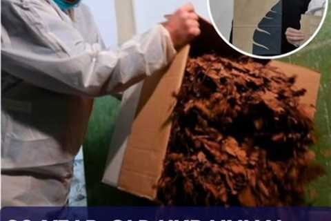 Dead Leaves Can Be Used to Make Paper