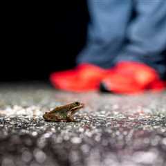 Wildlife Underpasses Can Reduce Amphibian Road Deaths by More Than 80%: Study