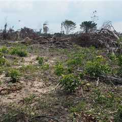 Pará’s Amazon forest carbon deal in doubt as prosecutors move to block it