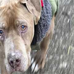 The Ins and Outs of Bringing Your Pet to Annual Celebrations in Kent County, Michigan