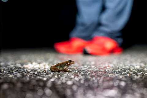 Wildlife Underpasses Can Reduce Amphibian Road Deaths by More Than 80%: Study