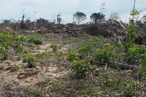 Pará’s Amazon forest carbon deal in doubt as prosecutors move to block it