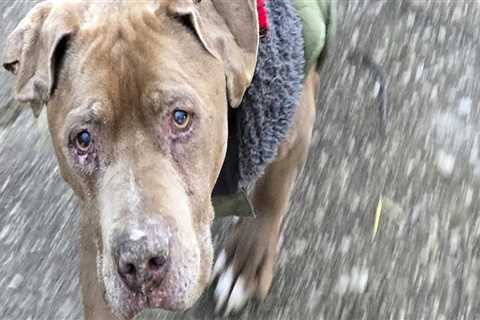The Ins and Outs of Bringing Your Pet to Annual Celebrations in Kent County, Michigan