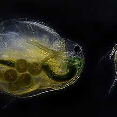 Personal Care Products Like Shampoo Can Harm Aquatic Life: Study