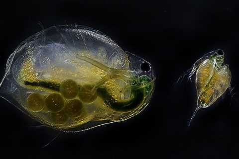 Personal Care Products Like Shampoo Can Harm Aquatic Life: Study