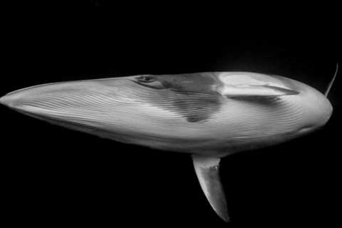 Breathtaking Ocean Photos: A Year in Stunning Imagery