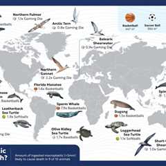 Does Eating Plastics Really Kill Ocean Animals?
