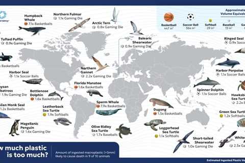 Does Eating Plastics Really Kill Ocean Animals?