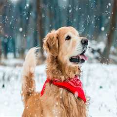 The Importance of Animal Control and Pet Licensing in Clark County, Washington