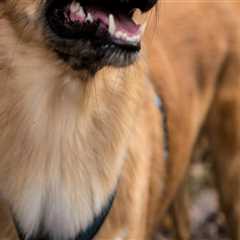 The Ultimate Guide to Enjoying Beer Festivals in Los Angeles County, California Without Your Pet