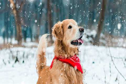 The Importance of Animal Control and Pet Licensing in Clark County, Washington